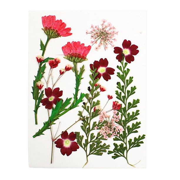 13 plantas con flores secas para envoltorios de regalo, accesorios de arte y joyería de resina epoxi. rojo