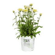 Angle View: Proven Winners 2.5QT White Leucanthemum Live Plants with Grower Pot