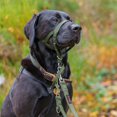 thumbnail image 4 of czcpp-HALTI Collier de Tête - pour Empêcher Votre Chien de Tirer sur la Laisse. Réglable, Réfléchissant et Léger, avec Bande de Nez Rembourrée. Collier Anti-Traction pour Chiens Moyens (Taille 3, Vert Forêt), 4 of 4