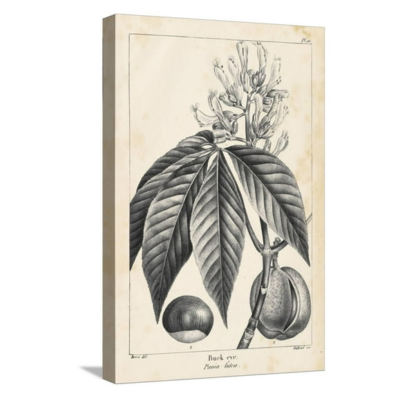 Art.com Vintage Buckeye Tree Stretched Canvas Print Wall Art by Thomas Nuttall, 12" x 18"