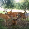 thumbnail image 4 of Trophy Rock Redmond All-Natural Mineral Rock/Salt Lick, Attract Deer and Big Game (7 lb), 4 of 6