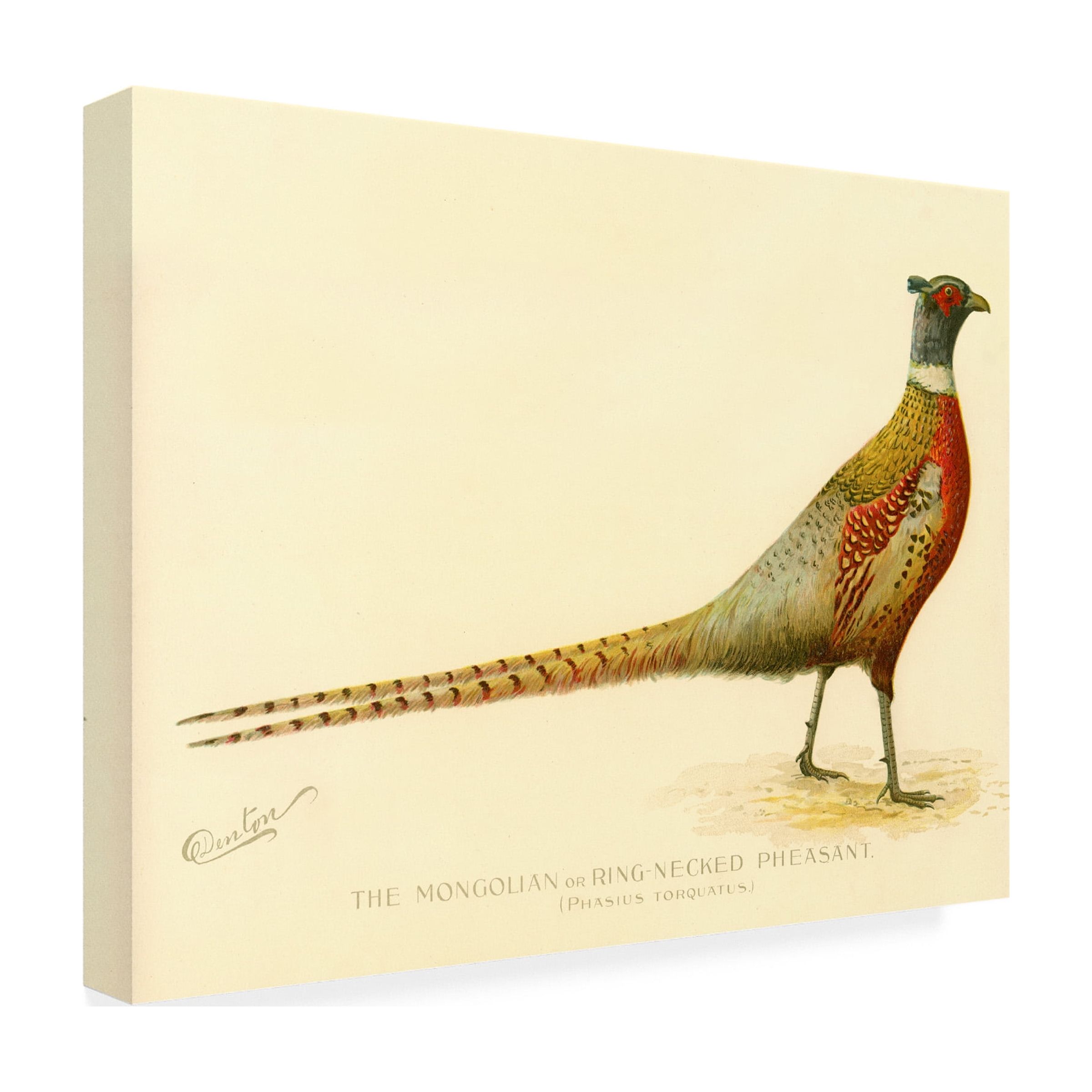 Trademark Fine Art Print Collection The Mongolian or Ring Necked Pheasant Canvas Wall Art - 35x47