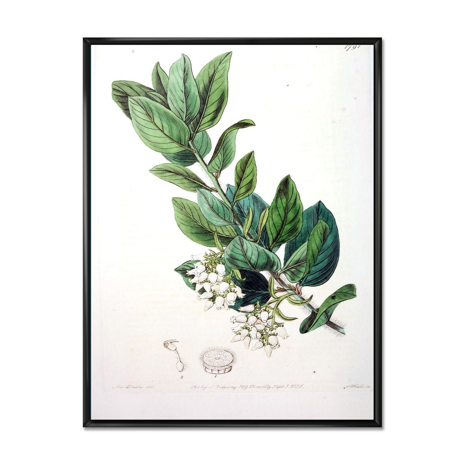 Designart Vintage Botanicals XX FLOAT FRAME WALL ART