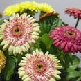 thumbnail image 2 of Outsidepride 20 Gerbera Daisy Strawberry Twist Flower Seeds, Multi-blooming, 2 of 6