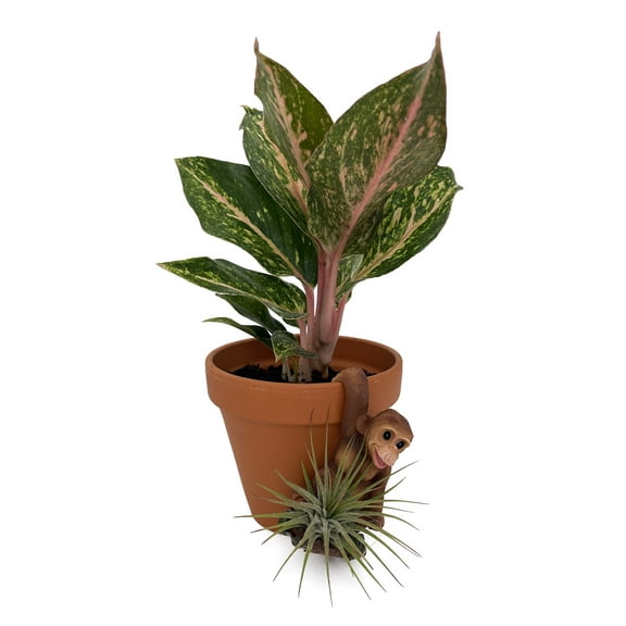 Pot Pals Monkey Ceramic Hanging Ornament with Live Tillandsia Air Plant