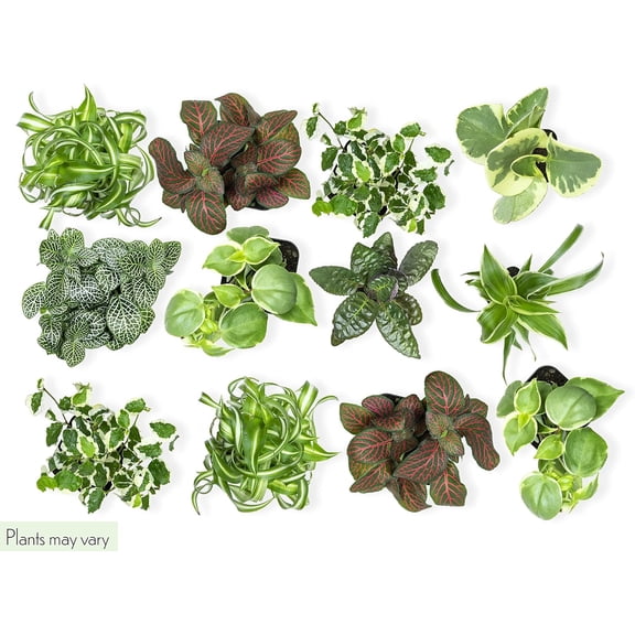 12 Piece Tropical Plant Assortment in 2" Pots