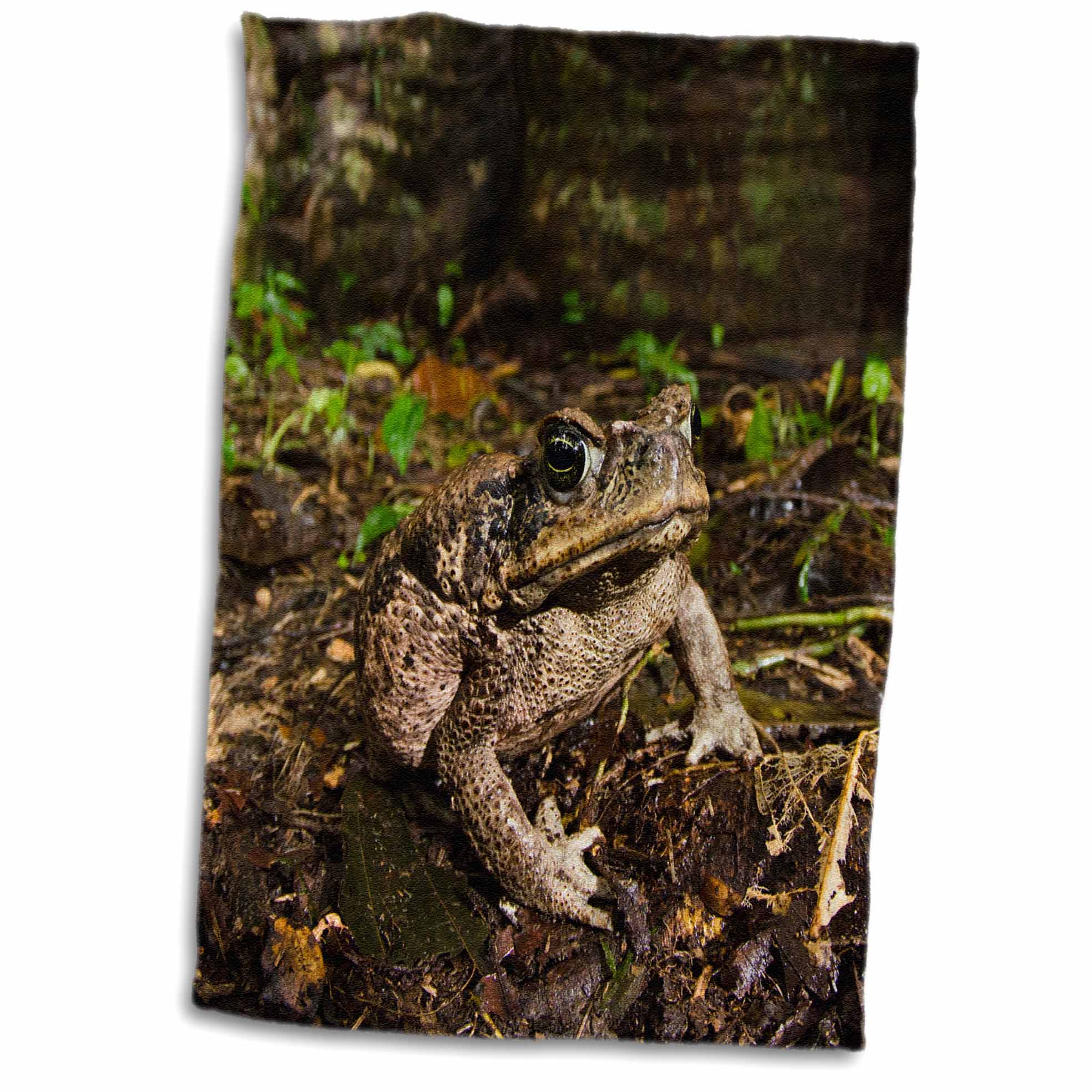 3dRose Cane Toad, Rhinella marina, Yasuni, Amazon Rainforest, Ecuador. Towel, 15 by 22inch