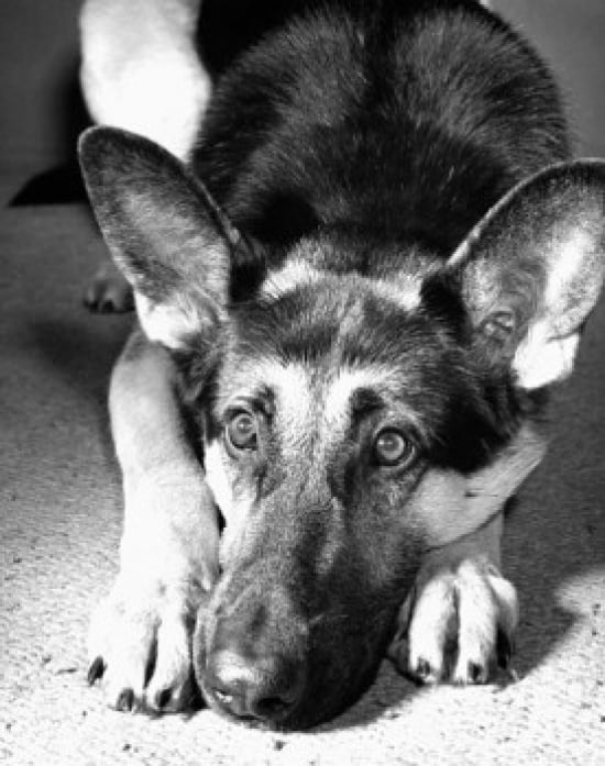 German Shepherd Can