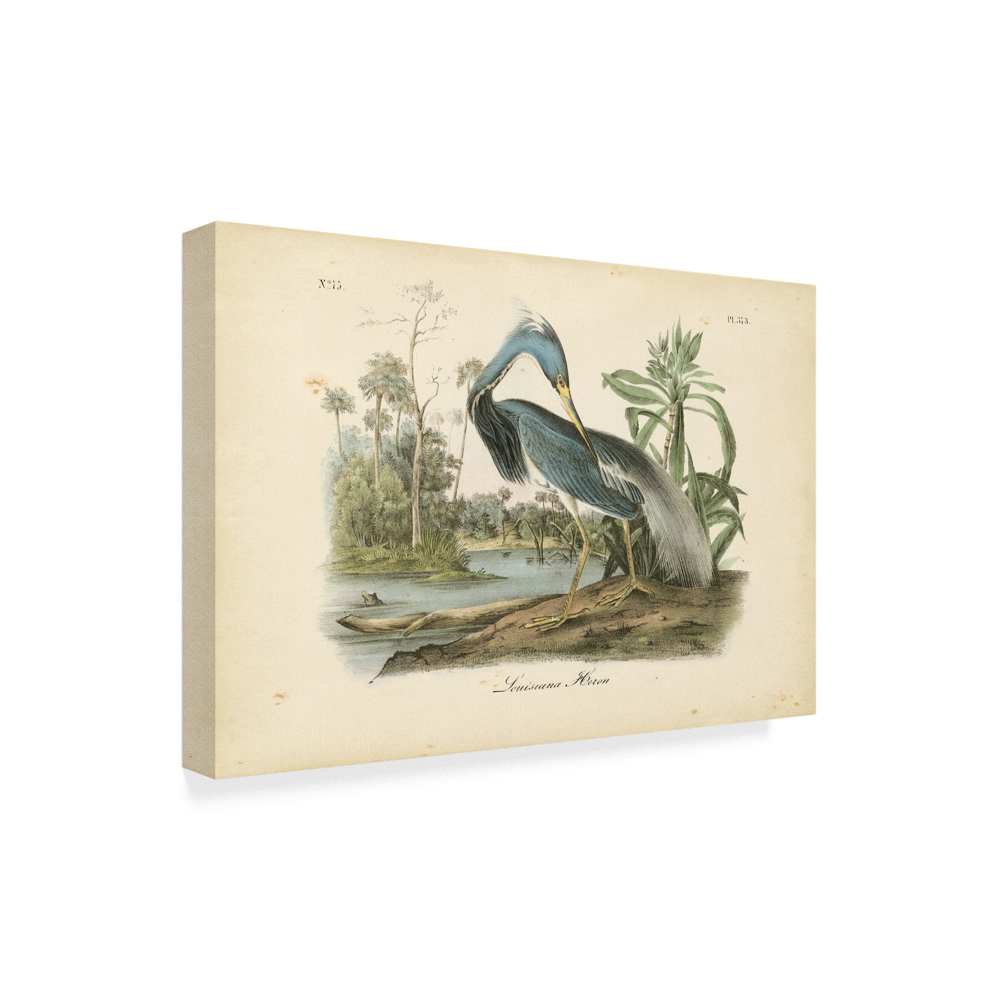 Trademark Fine Art 'Audubons Louisiana Heron' Canvas Art by John James Audubon