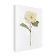 thumbnail image 2 of Stellar Design Studio 'White Blossom II' Canvas Art, 2 of 3