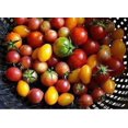 thumbnail image 2 of GSDWIUEW 50+ Rainbow Blend CherryTomato Seeds-All Seeds, 2 of 6