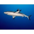 thumbnail image 2 of Ben Tov, Ilan 14x12 White Modern Wood Framed Museum Art Print Titled - Grey Reef Shark (Carcharhinus Amblyrhynchos), 2 of 4