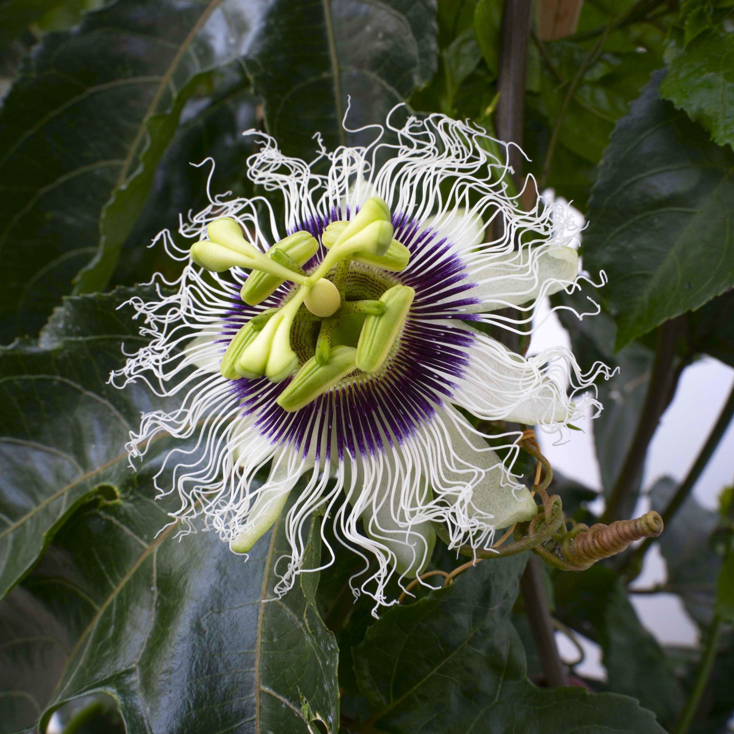 1 gal. Passiflora Poppin Passion Live Annual Vine with White-Lavender Flowers