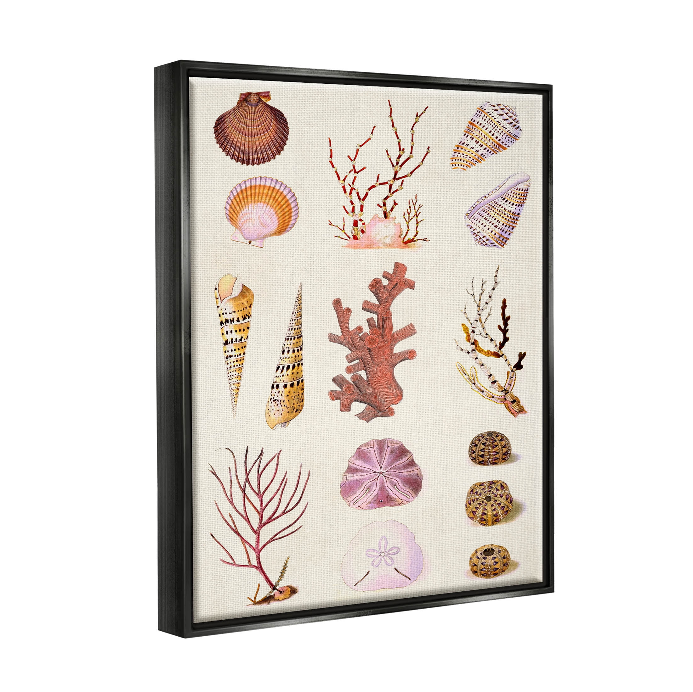 Stupell Industries Mixed Nautical Sea Life Corals Shells Graphic Art Jet Black Floating Framed Canvas Print Wall Art, Design by Vision Studio