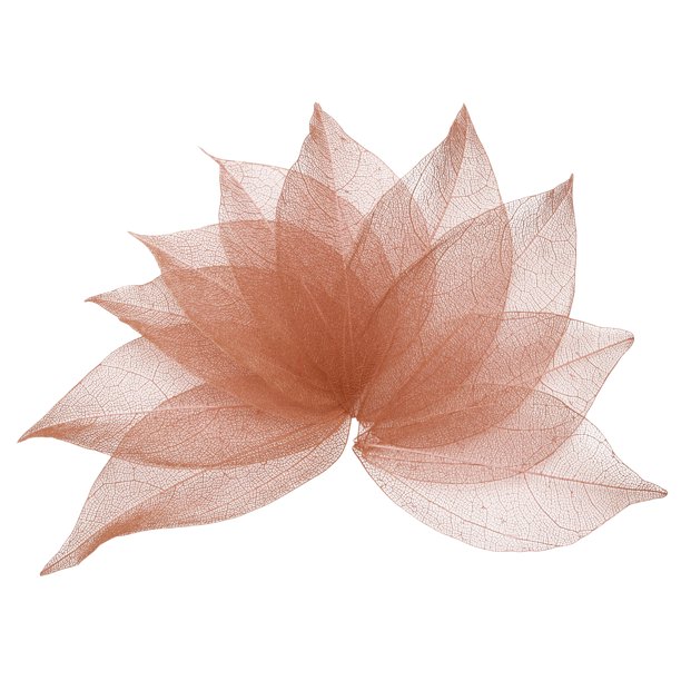 100 Pcs Hojas Esqueléticas Rosa Oscuro, 2"- 3" Hojas Prensadas de Árbol de Caucho para Álbumes de Fotos y Manualidades