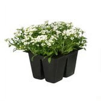 Expert Gardener 4PK White Alyssum Live Plant
