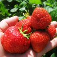 thumbnail image 3 of GSDWIUEW Fresca Strawberry Seeds Everbearing Year-Round Heirloom 15 Seeds, 3 of 8