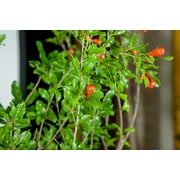 1 Gal. Wonderful Pomegranate - Delicious Fruit