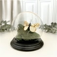 thumbnail image 2 of Plymor 3.5" x 4" Glass Display Dome Globe Cloche (Black Wood Veneer Base), Pack of 24, 2 of 3