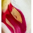 thumbnail image 2 of Rotenberg, Nancy 15x16 White Modern Wood Framed Museum Art Print Titled - Ohio Tulip flower colors and rain drop, 2 of 4