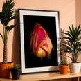 thumbnail image 3 of Washington Dew-Kissed Tulip - Photography Floral Flowers Nature Botanical Garden Black Framed Wall Art Print 16 x 24 inches, 3 of 8