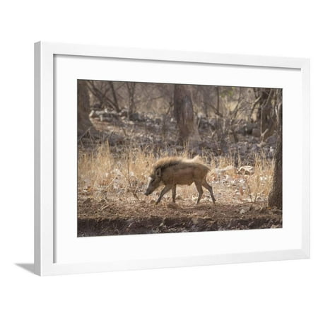 Wild Boar, Ranthambhore National Park, Rajasthan, India, Asia Framed Print Wall Art By Janette (Best Hill Resorts In India)