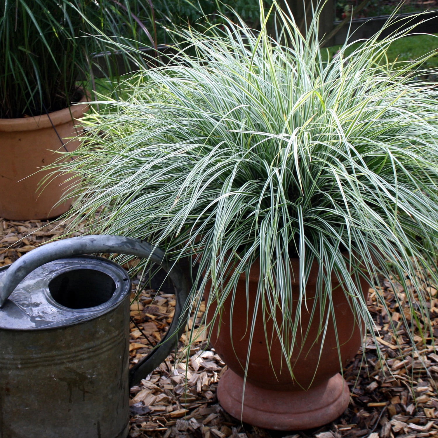 Southern Living EverColor Everest Carex 'Sedge' Live Perennial Ornamental Grass in 2.5-Quart Grower Pot