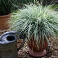 thumbnail image 4 of Southern Living EverColor Everest Carex 'Sedge' Live Perennial Ornamental Grass in 2.5-Quart Grower Pot, 4 of 7