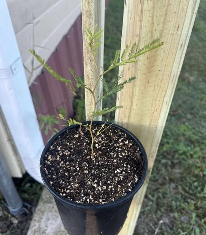 Acacia Dealbata Tree Live Plant 4-6" Tall  in Gal pot, Silver Wattle Mimosa Fragrant Bush Fast-growing, Ornamental Tree