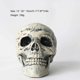 thumbnail image 4 of Sonducket Modelo de esqueleto de Halloween, accesorio de fiesta realista, accesorios de calavera interesantes, adorno de casa embrujada, Disfraces de disfraces, 4 of 6