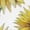White, variant on White Garden Sunflower Hoodie Women Floral Illustration S-2XL Tops