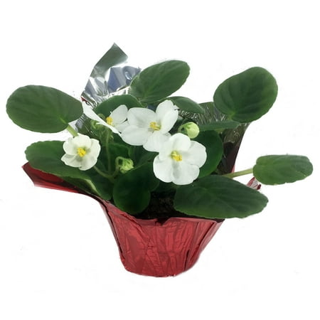 Snow White Novelty African Violet in Decorative Holiday Pot Cover - 4