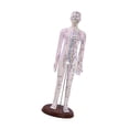 thumbnail image 4 of MERIGLARE Human Body Model Portable Color Coded Markings for Teaching Student Training White Female, 4 of 7