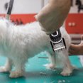 thumbnail image 2 of KALLORY 12-Pcs of Electric Dog Clippers Grooming Tools for Pets with, 2 of 6