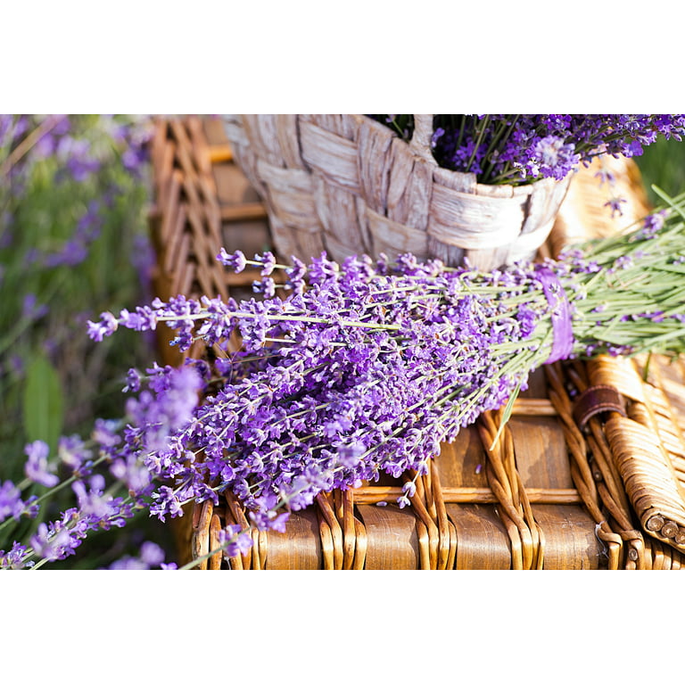 Lavender Edible Flowers - Westlands UK