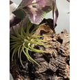 thumbnail image 4 of Mini Chunk Virgin Cork Bark for Reptiles, Spiders & Vivariums – Natural Terrarium Décor, Hides & Climbing Branches, 4 of 9