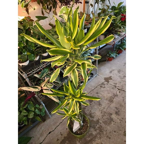 10 Inch Pot - XL 4 ft tall Dracaena Del Sol - Variegated Corn Plant-easy care , low light - Get similar to the picture