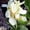 White, variant on Canna,  Low Maintenance -Excellent Display, Easy Grow - Ideal for Beds Borders, Plant Pots & Planters.