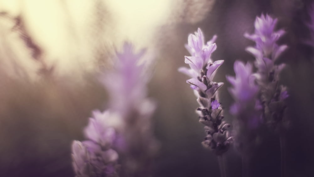 Purple Flowers In W
