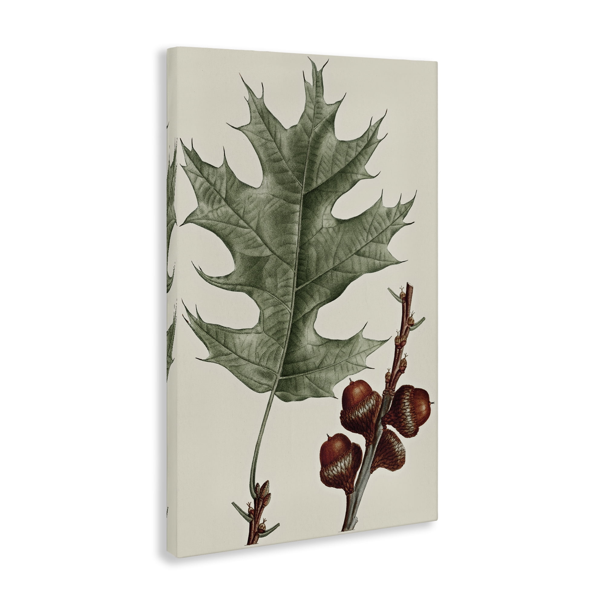 Stupell Industries Vintage Black Oak Leaf Plants & Flowers Painting Wrapped Canvas Art Print Wall Art, 24 x 36