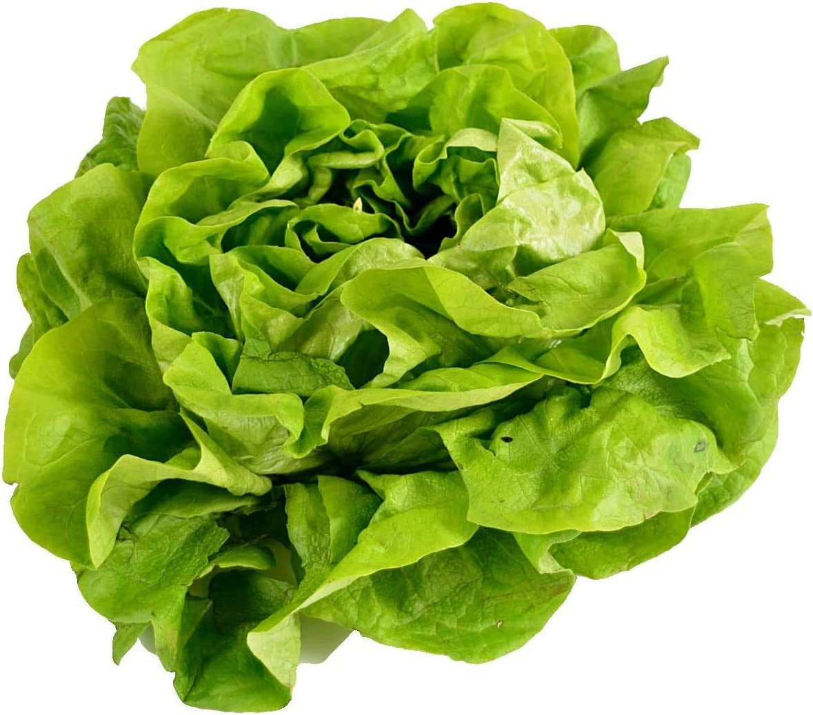 Buttercrunch Lettuce Seeds 500 Seed Packet Grow Your Own Food by