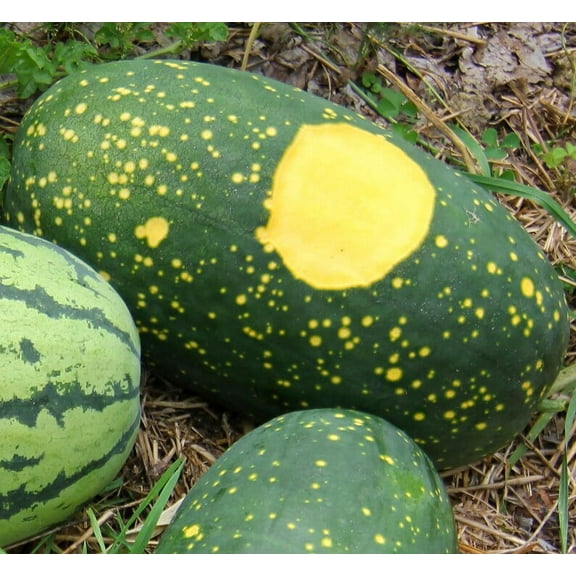 Moon and Stars Watermelon Heirloom Seed Packet