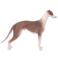 thumbnail image 1 of Greyhound Dog Model, Greyhound Toy Model Lifelike  Children's Early Education Toys Interesting Textures  For Living Room, 1 of 8
