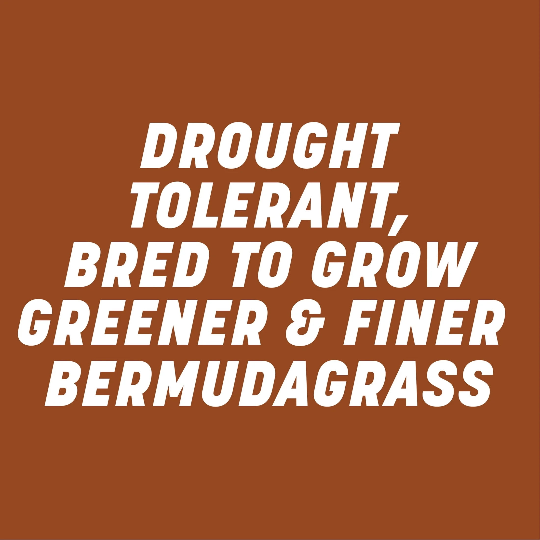 Pennington Sahara II Bermudagrass Penkoted Grass Seed 25 lb, Full Sun, Heat Tolerant