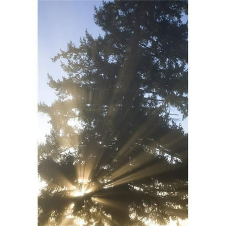 Sun Shining Through Fog & Trees Willamette Valley Oregon USA Poster Print by Craig Tuttle 22 x 34 - Large