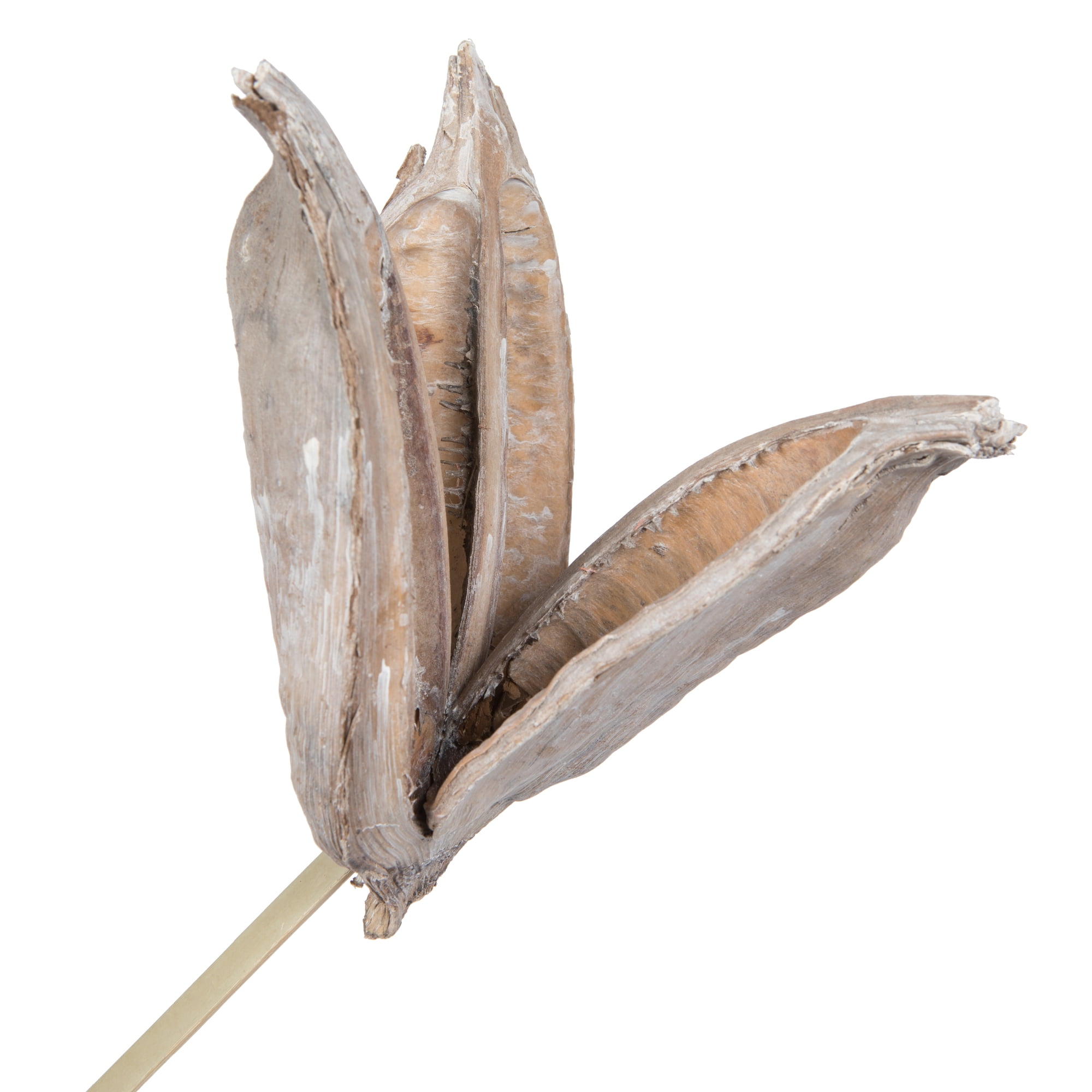 Vickerman 16" White Wash Sora Pod attached to a Wood Stem.  Includes 5 Stems per Pack, Dried