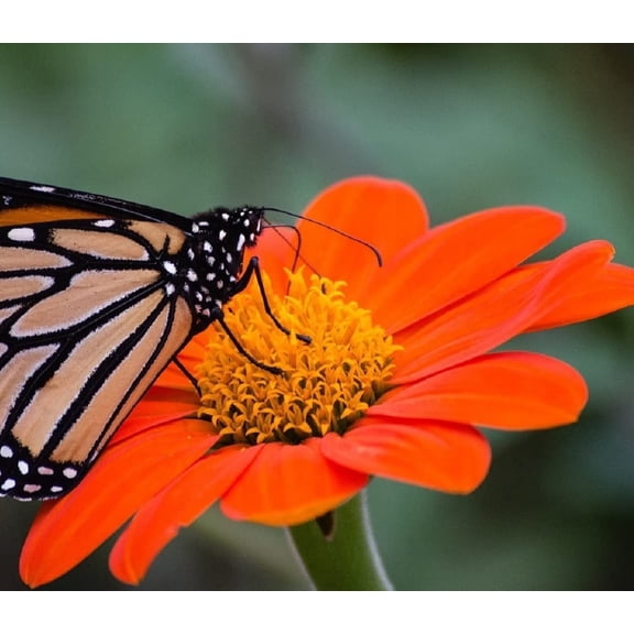 Sunflower Seeds for Planting (50 Seeds per Packet) - Easy to Grow a Diverse Sunflower Garden (Mexican)