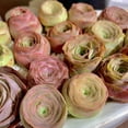 thumbnail image 5 of 3Pc Live Mountain Rose Succulent Rare Greenovia Rosette Plant Bare Root Succulent for Indoor Planters, Terrariums, Gifts & Wedding Décor, 5 of 11