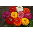 thumbnail image 2 of Zinnia Dahlia Flowered Mixture Nice Garden Flower by Seed Kingdom 1/4 Lb Seeds, 2 of 2
