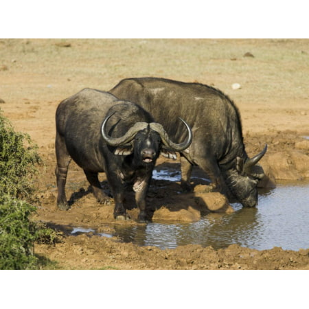 Cape Buffalo, Syncerus Caffer, at Water, Addo Elephant National Park, South Africa, Africa Print Wall Art By Steve & Ann